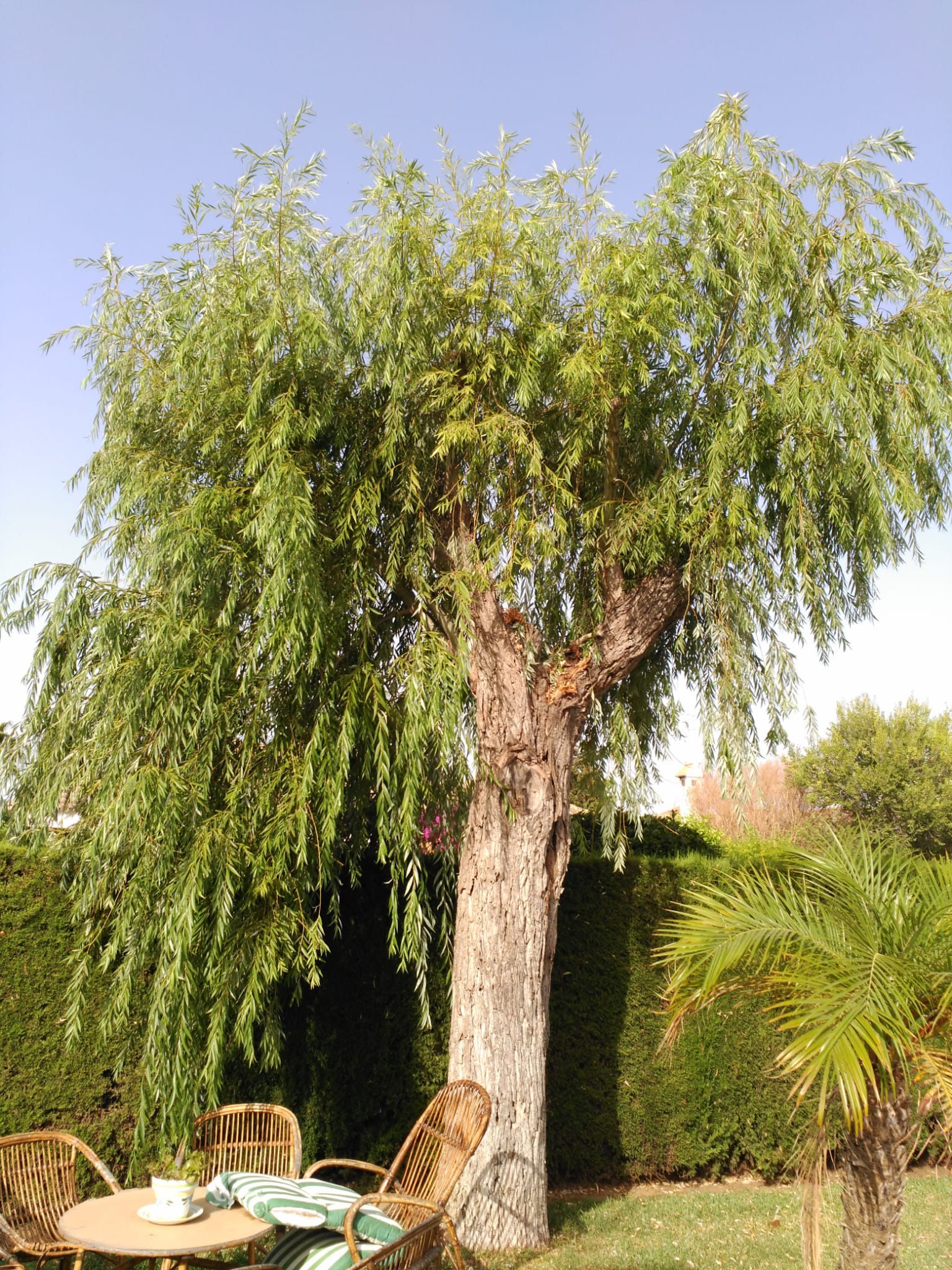 AL VIEJO SAUCE LLORÓN. Aquel verano de 2016 mi amigo Federico se